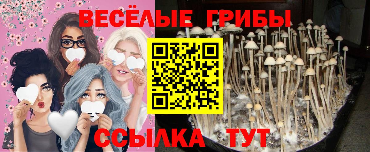 Псилоцибиновые грибы GOLDEN TEACHER  Вход с VPN  Галлюциногенные грибы Magic Shrooms  Дедовск 